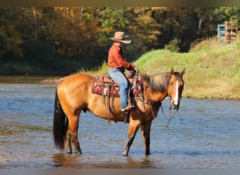 American Quarter Horse, Wallach, 7 Jahre, Falbe