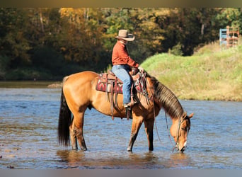 American Quarter Horse, Wallach, 7 Jahre, Falbe