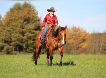 American Quarter Horse, Wallach, 7 Jahre, Falbe