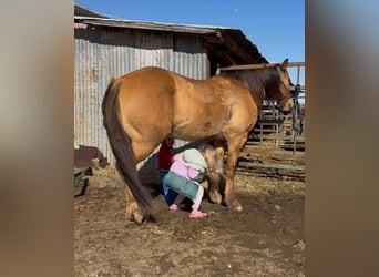 American Quarter Horse, Wallach, 7 Jahre, Falbe