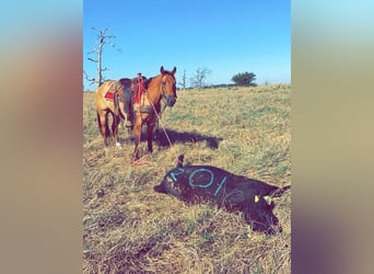 American Quarter Horse, Wallach, 7 Jahre, Falbe