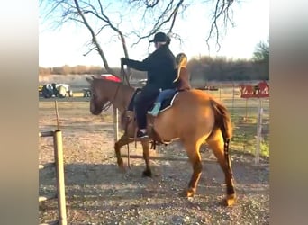 American Quarter Horse, Wallach, 7 Jahre, Falbe