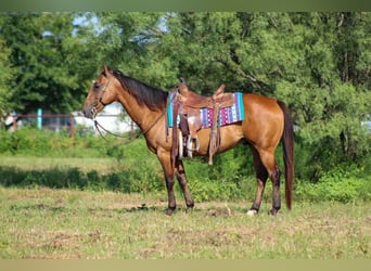 American Quarter Horse, Wallach, 7 Jahre, Falbe