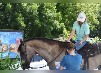 American Quarter Horse, Wallach, 7 Jahre, Grullo