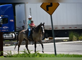 American Quarter Horse, Wallach, 7 Jahre, Grullo