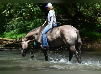American Quarter Horse, Wallach, 7 Jahre, Grullo