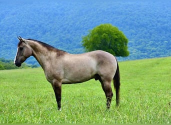 American Quarter Horse, Wallach, 7 Jahre, Grullo