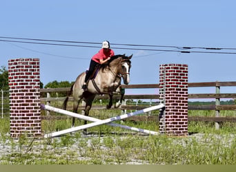 American Quarter Horse, Wallach, 7 Jahre, Grullo