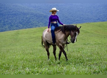 American Quarter Horse, Wallach, 7 Jahre, Grullo