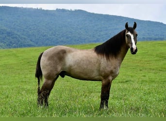 American Quarter Horse, Wallach, 7 Jahre, Grullo