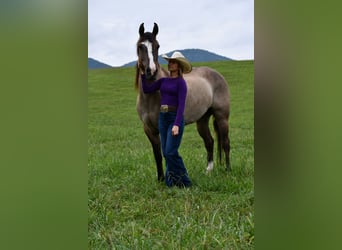 American Quarter Horse, Wallach, 7 Jahre, Grullo