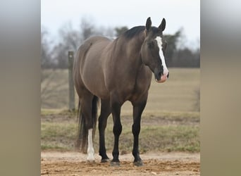 American Quarter Horse, Wallach, 7 Jahre, Grullo