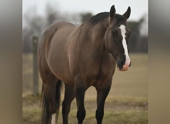 American Quarter Horse, Wallach, 7 Jahre, Grullo