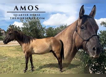 American Quarter Horse, Wallach, 7 Jahre, Grullo