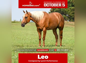American Quarter Horse, Wallach, 7 Jahre, Palomino