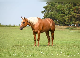 American Quarter Horse, Wallach, 7 Jahre, Palomino