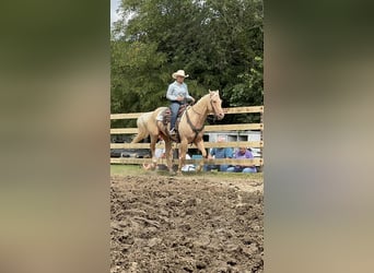 American Quarter Horse, Wallach, 7 Jahre, Palomino