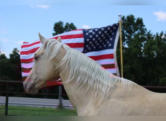 American Quarter Horse, Wallach, 7 Jahre, Palomino