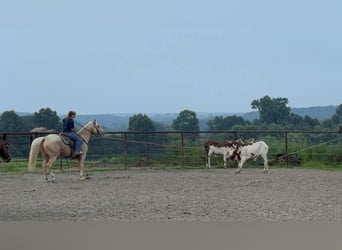 American Quarter Horse, Wallach, 7 Jahre, Palomino
