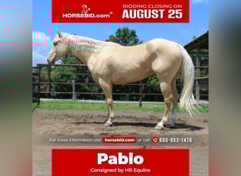 American Quarter Horse, Wallach, 7 Jahre, Palomino