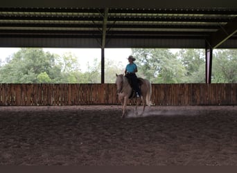 American Quarter Horse, Wallach, 7 Jahre, Palomino