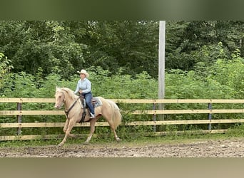 American Quarter Horse, Wallach, 7 Jahre, Palomino