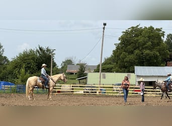 American Quarter Horse, Wallach, 7 Jahre, Palomino