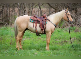 American Quarter Horse, Wallach, 7 Jahre, Palomino
