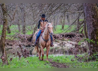 American Quarter Horse, Wallach, 7 Jahre, Palomino