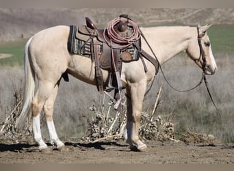 American Quarter Horse, Wallach, 7 Jahre, Palomino