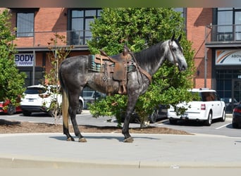 American Quarter Horse, Wallach, 7 Jahre