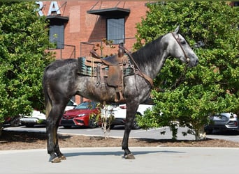 American Quarter Horse, Wallach, 7 Jahre