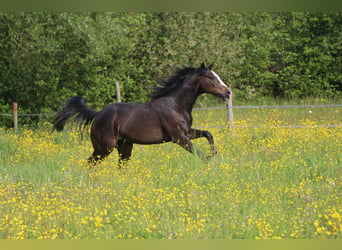 American Quarter Horse, Wallach, 7 Jahre, Rappe