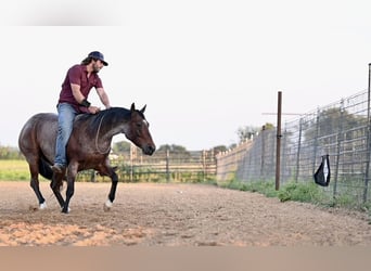 American Quarter Horse, Wallach, 7 Jahre, Roan-Bay
