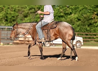 American Quarter Horse, Wallach, 7 Jahre, Roan-Bay
