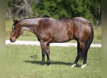 American Quarter Horse, Wallach, 7 Jahre, Roan-Bay