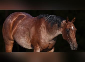 American Quarter Horse, Wallach, 7 Jahre, Roan-Bay