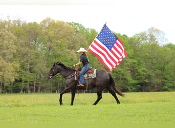 American Quarter Horse, Wallach, 7 Jahre, Roan-Blue