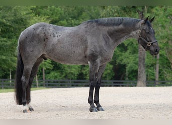 American Quarter Horse, Wallach, 7 Jahre, Roan-Blue