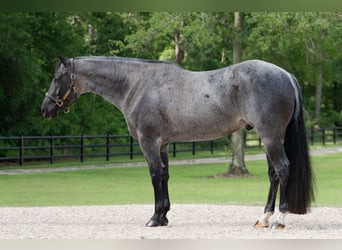 American Quarter Horse, Wallach, 7 Jahre, Roan-Blue