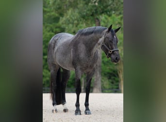 American Quarter Horse, Wallach, 7 Jahre, Roan-Blue