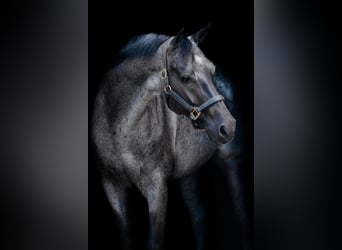 American Quarter Horse, Wallach, 7 Jahre, Roan-Blue