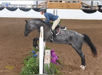 American Quarter Horse, Wallach, 7 Jahre, Roan-Blue