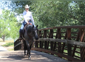 American Quarter Horse, Wallach, 7 Jahre, Roan-Blue