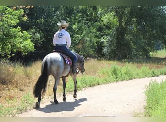 American Quarter Horse, Wallach, 7 Jahre, Roan-Blue