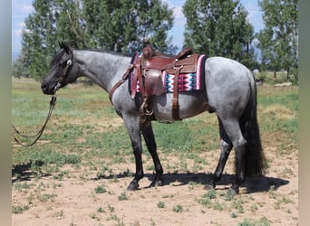 American Quarter Horse, Wallach, 7 Jahre, Roan-Blue