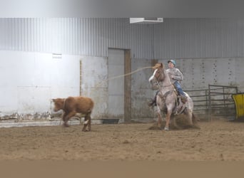 American Quarter Horse, Wallach, 7 Jahre, Roan-Red