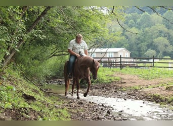 American Quarter Horse, Wallach, 7 Jahre, Roan-Red