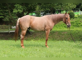 American Quarter Horse, Wallach, 7 Jahre, Roan-Red