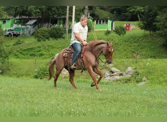 American Quarter Horse, Wallach, 7 Jahre, Roan-Red